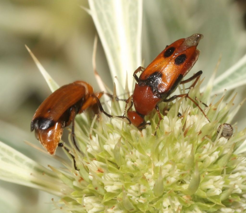 Rossi di diversa famiglia: Macrosiagon tricuspidatum e Zonitis flava.