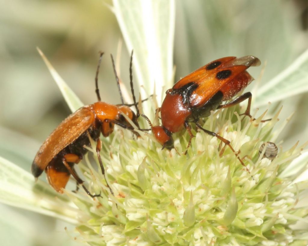 Rossi di diversa famiglia: Macrosiagon tricuspidatum e Zonitis flava.