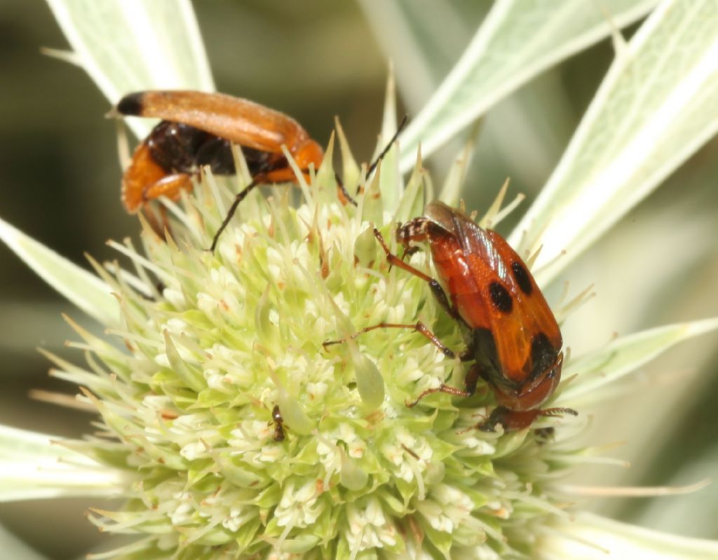 Rossi di diversa famiglia: Macrosiagon tricuspidatum e Zonitis flava.