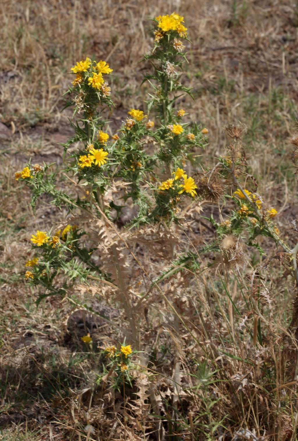 Asteracea pungente: Scolymus grandiflorus