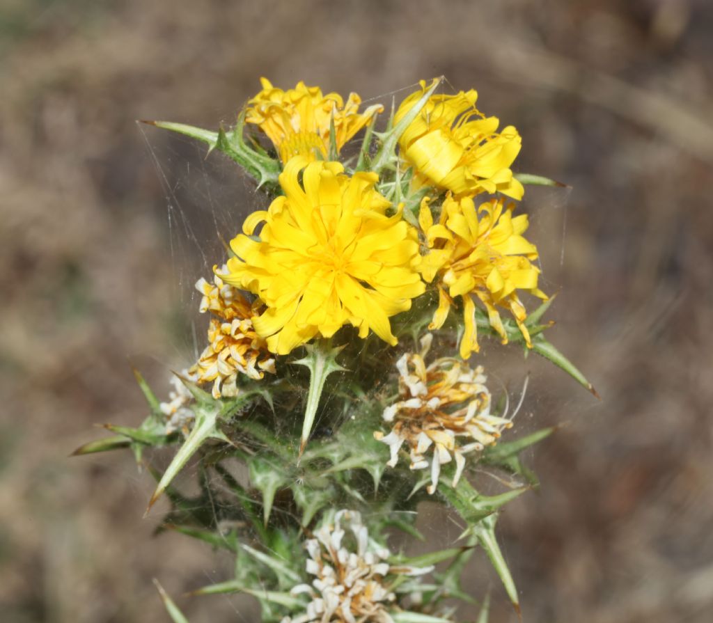 Asteracea pungente: Scolymus grandiflorus