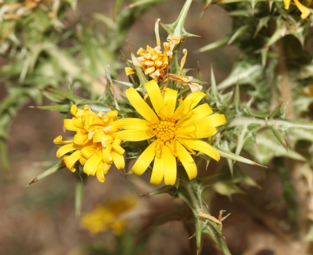 Asteracea pungente: Scolymus grandiflorus