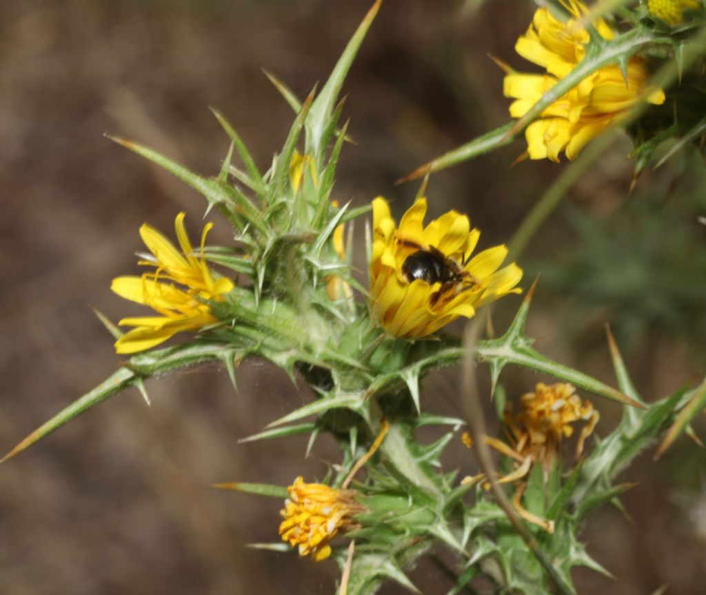 Asteracea pungente: Scolymus grandiflorus