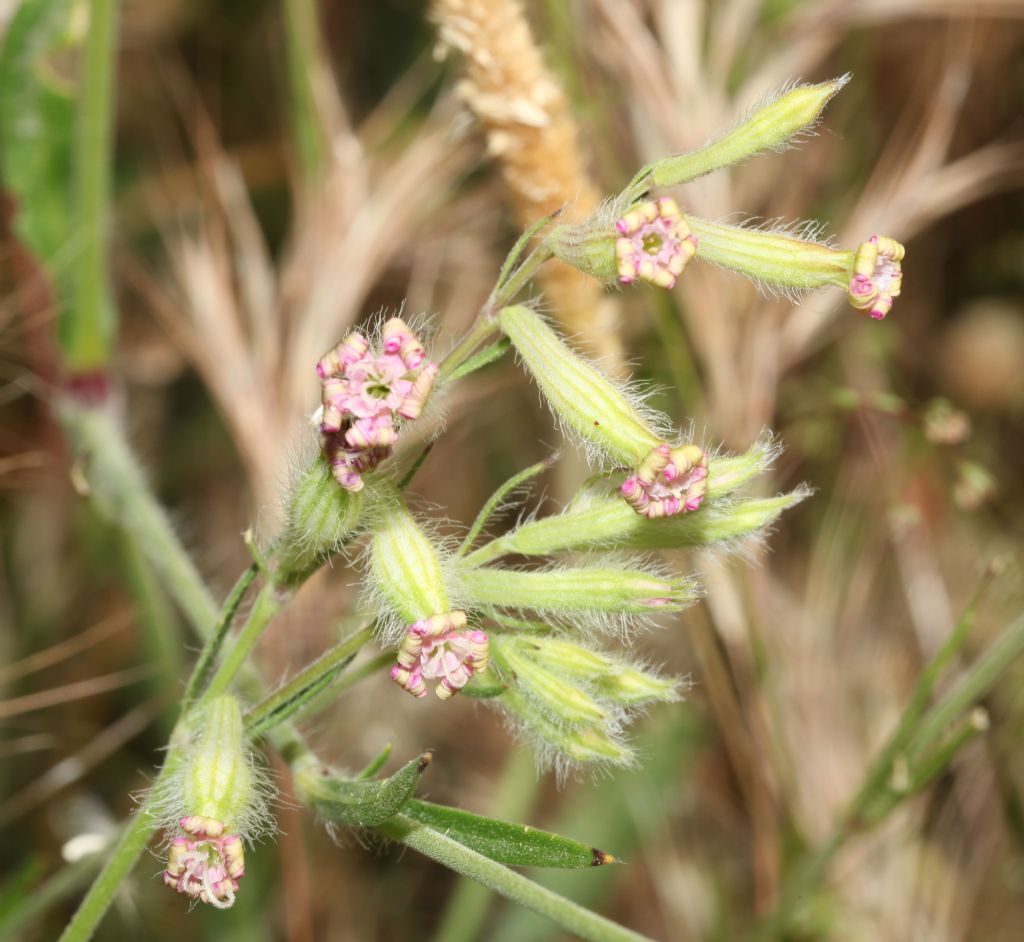 Silene bellidifolia / Silene ispida