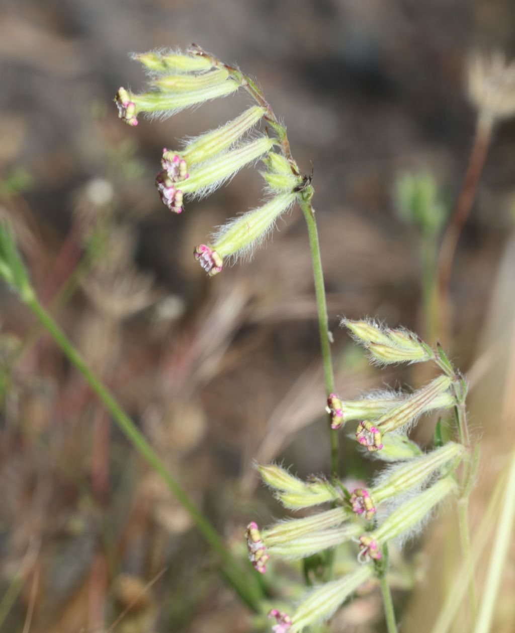 Silene bellidifolia / Silene ispida