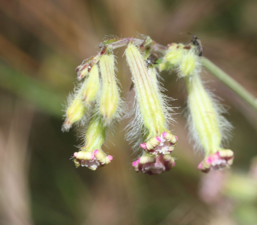 Silene bellidifolia / Silene ispida