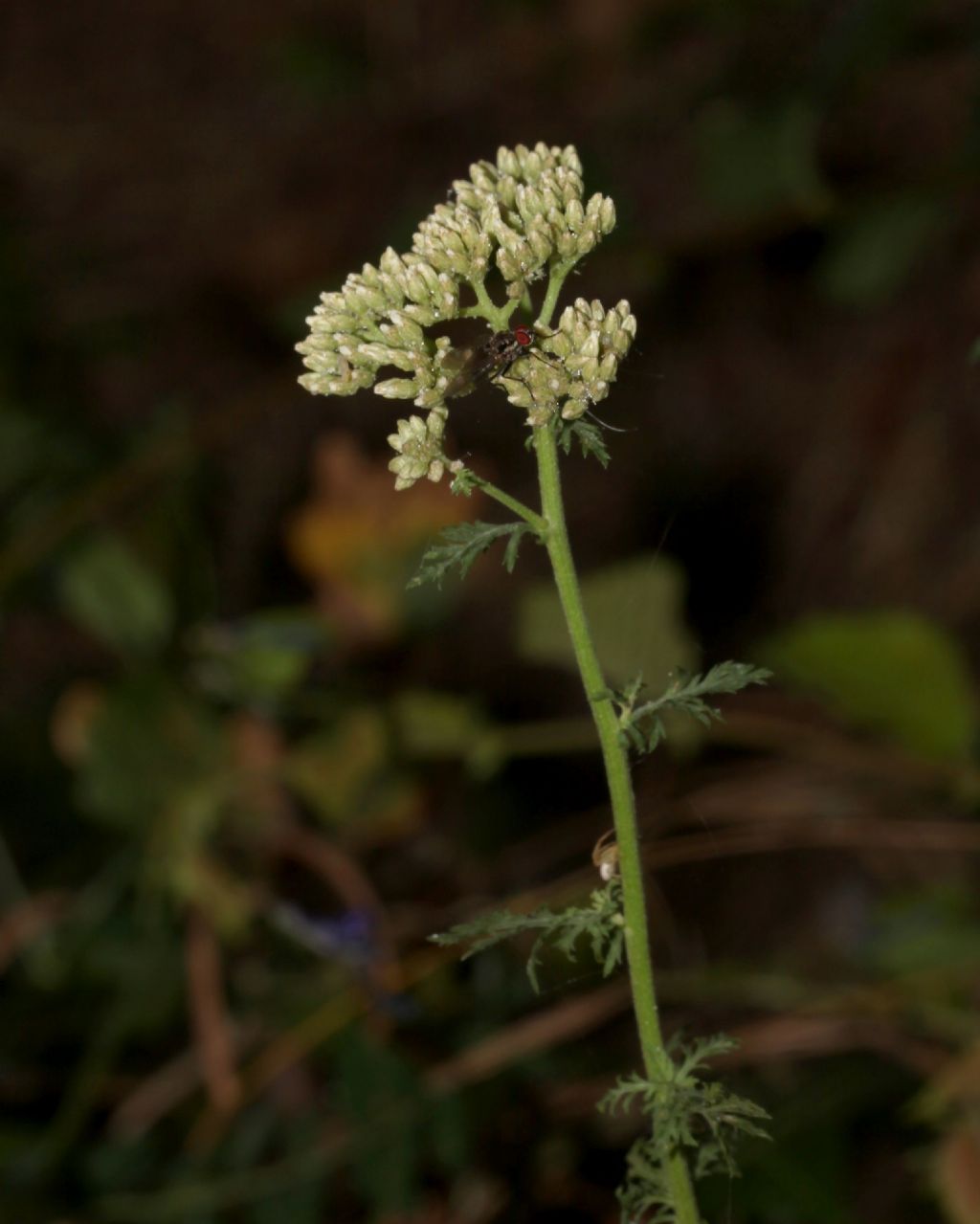 Achillea? No, Apiaceae: cfr.  Oenanthe sp.