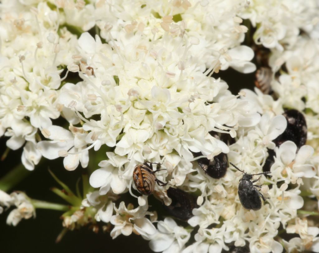 Achillea? No, Apiaceae: cfr.  Oenanthe sp.