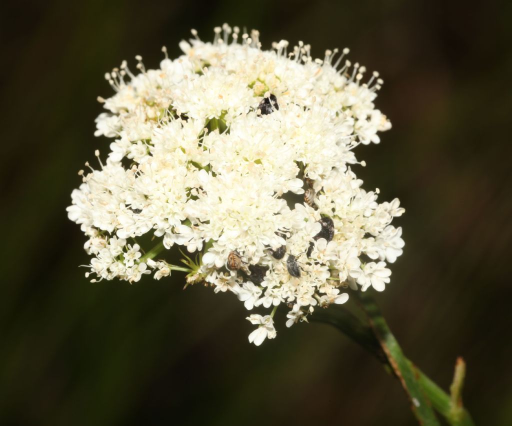 Achillea? No, Apiaceae: cfr.  Oenanthe sp.