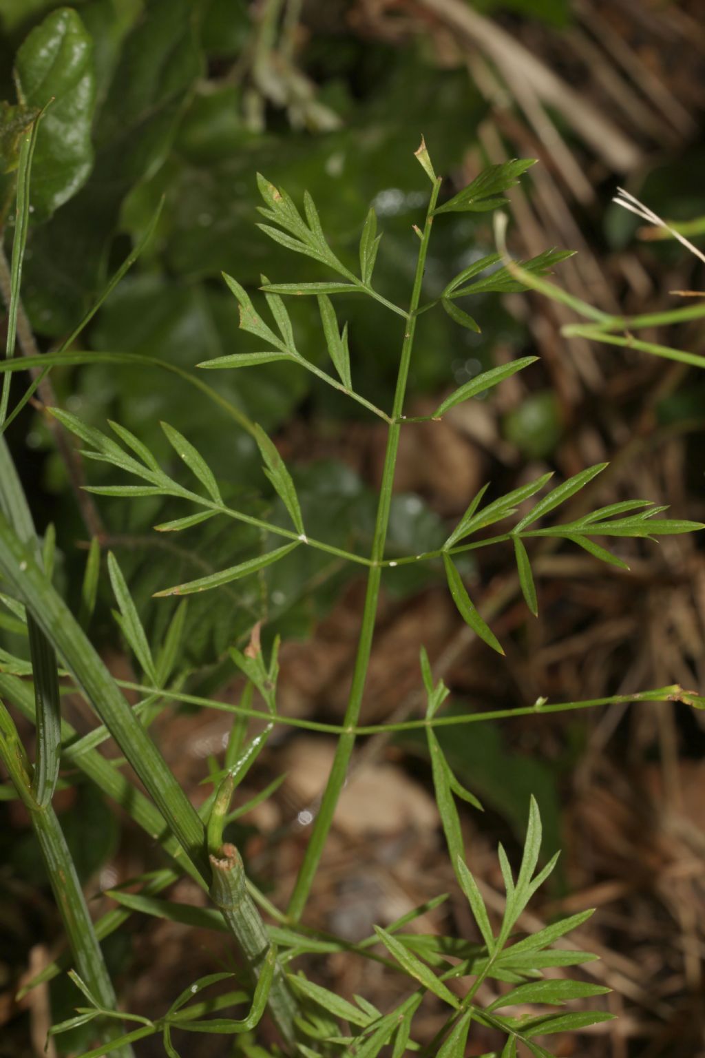 Achillea? No, Apiaceae: cfr.  Oenanthe sp.