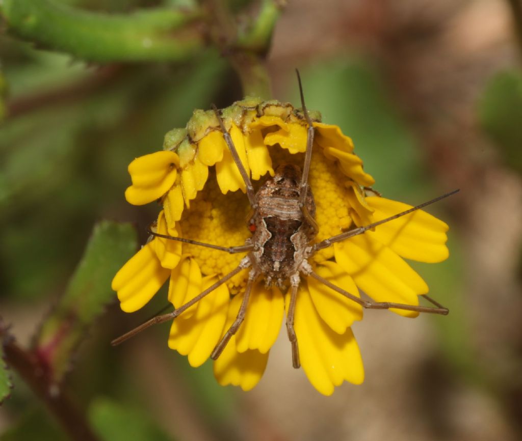 Metaphalangium propinquum - Phalangiidae