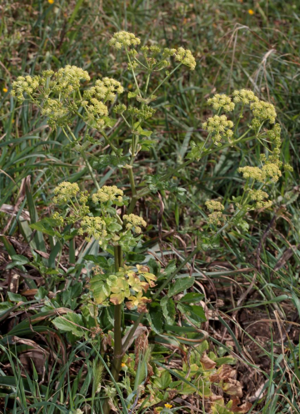 Da determinare, Apium?  No, Smyrnium olusatrum (Apiaceae)
