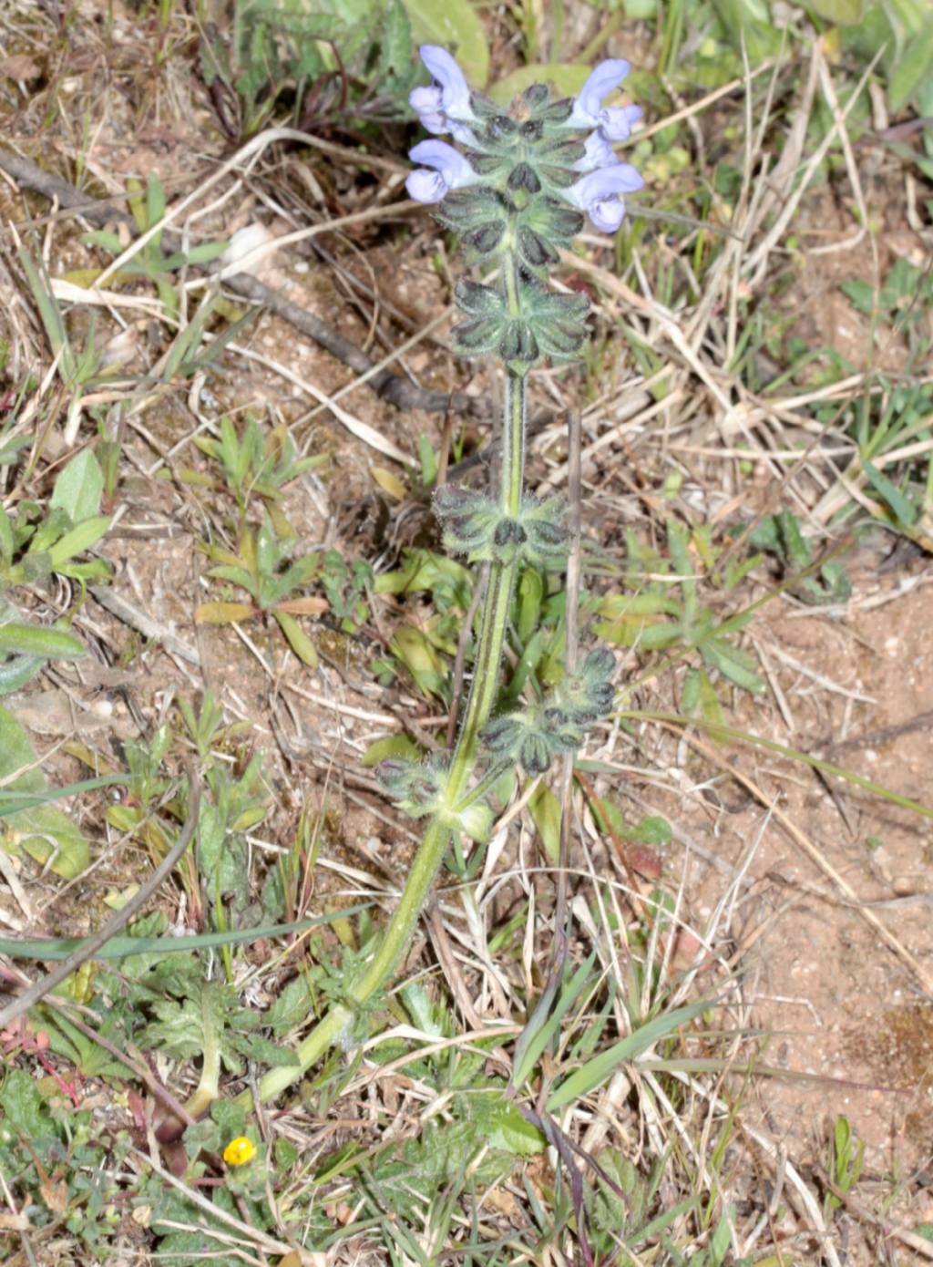 Salvia clandestina (Lamiaceae)