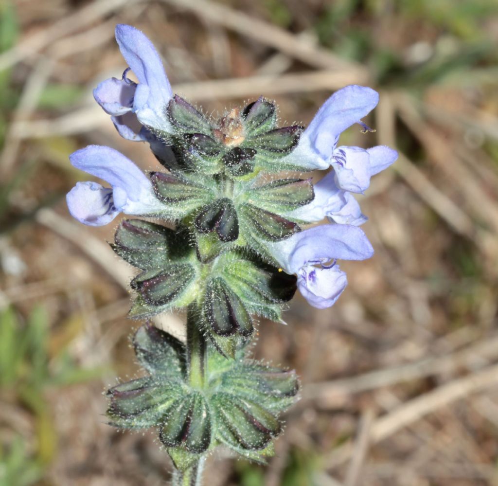 Salvia clandestina (Lamiaceae)