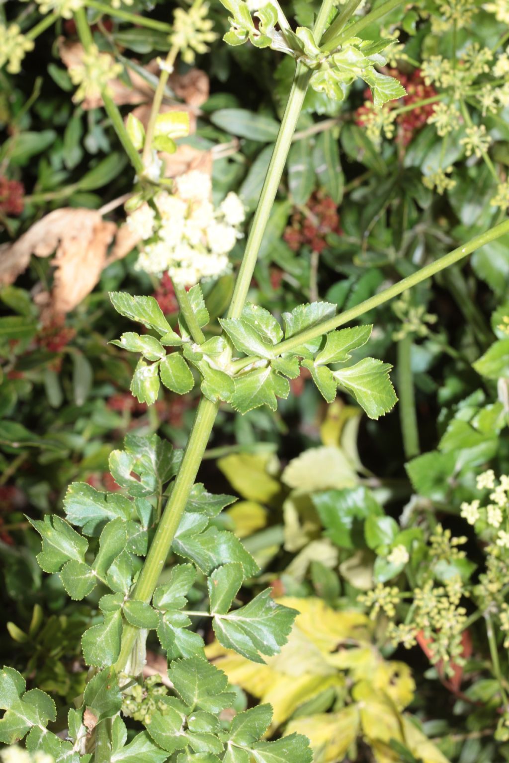 Da determinare, Apium?  No, Smyrnium olusatrum (Apiaceae)