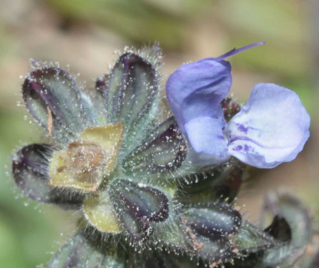 Salvia clandestina (Lamiaceae)