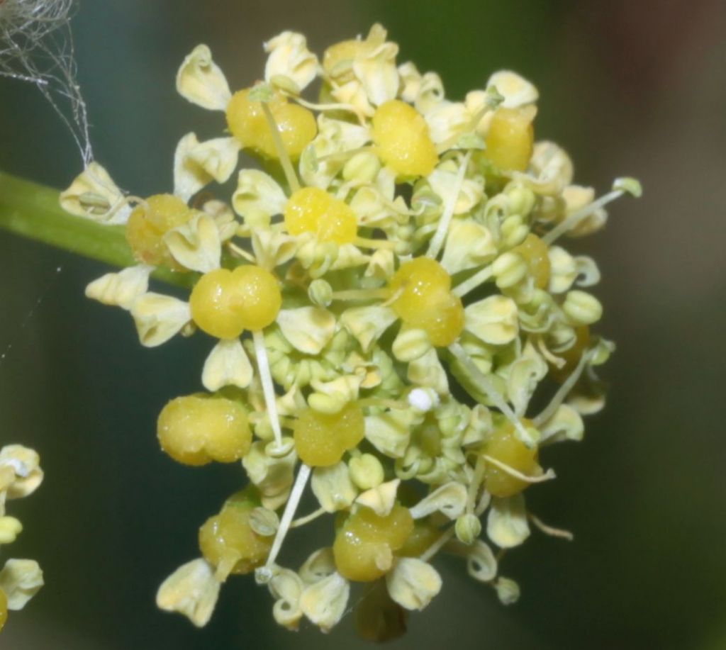 Da determinare, Apium?  No, Smyrnium olusatrum (Apiaceae)