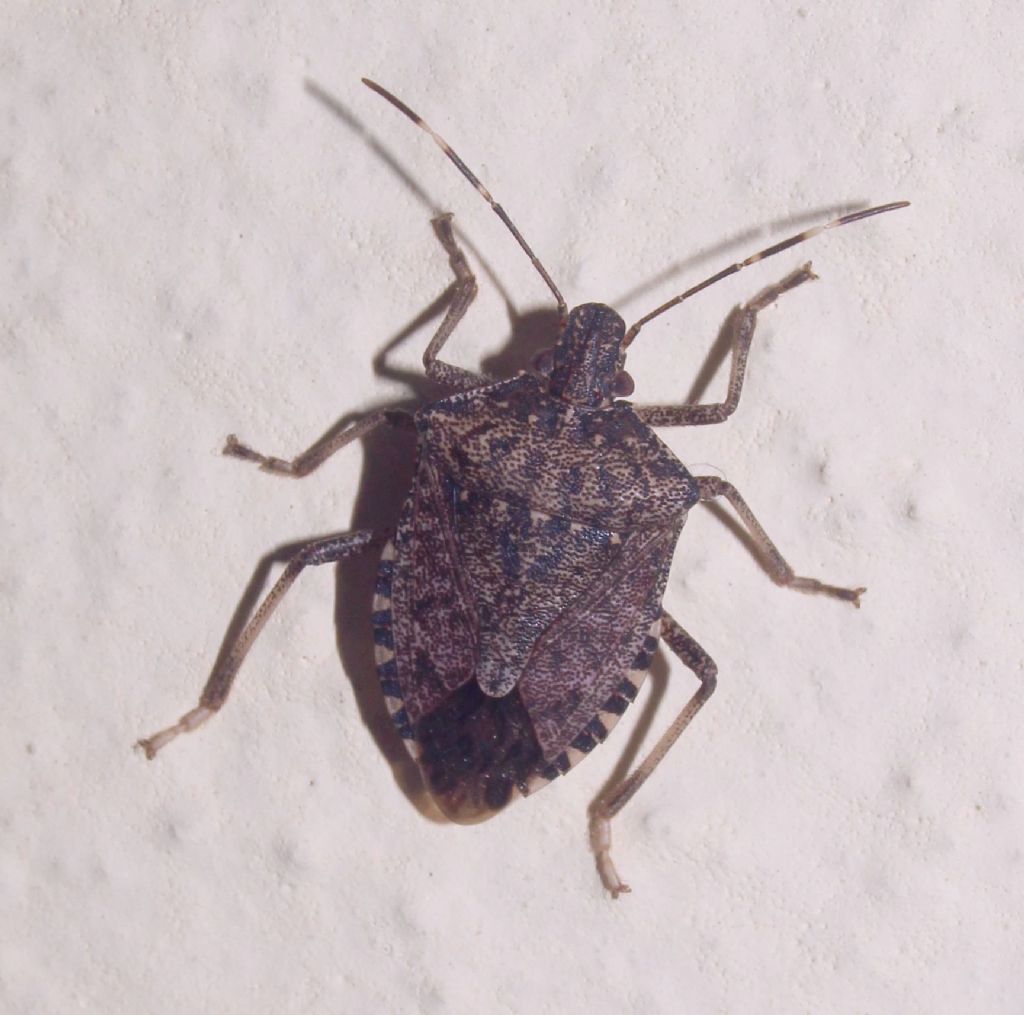 Pentatomidae ?  S, Halyomorpha halys