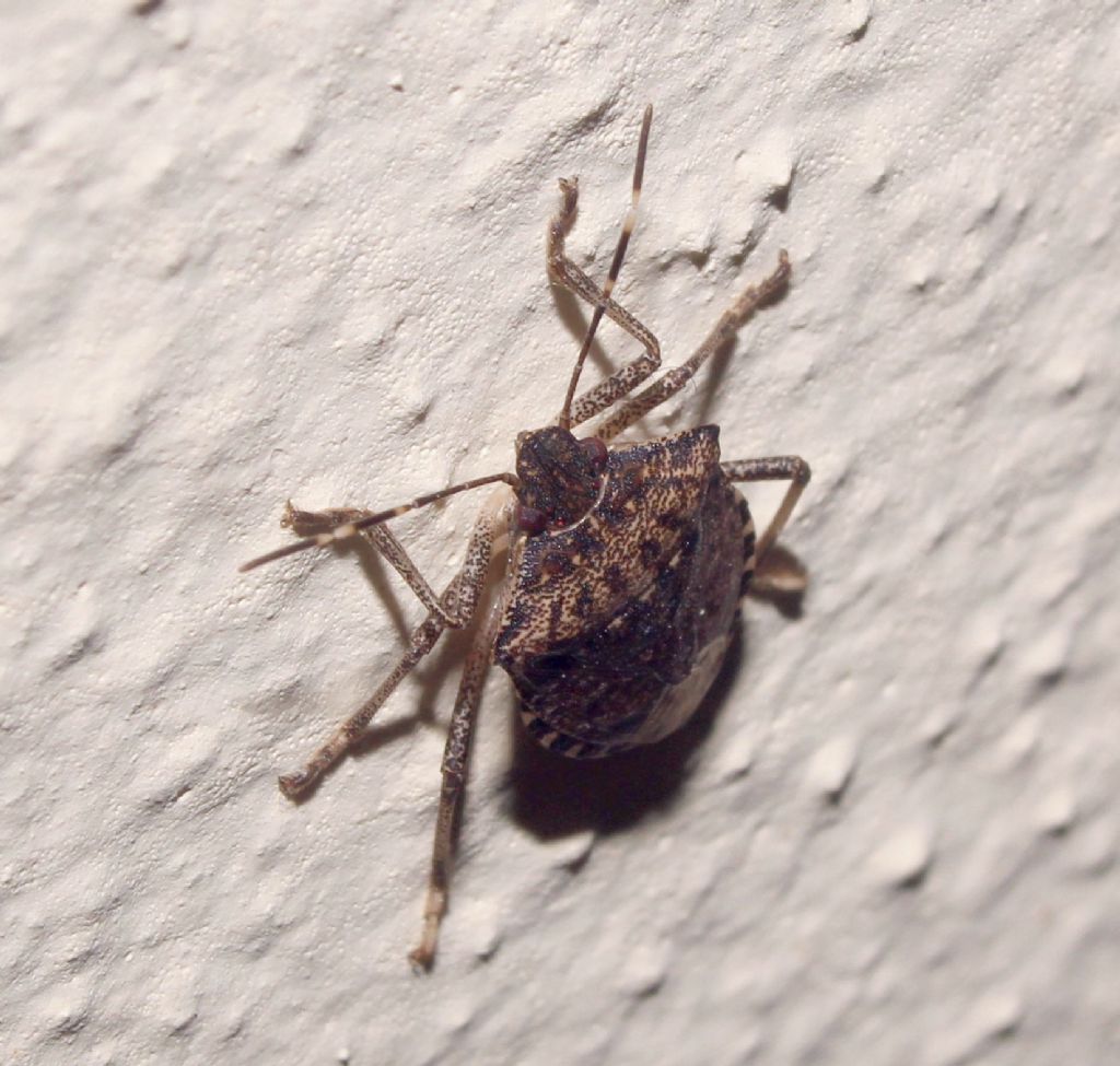 Pentatomidae ?  S, Halyomorpha halys