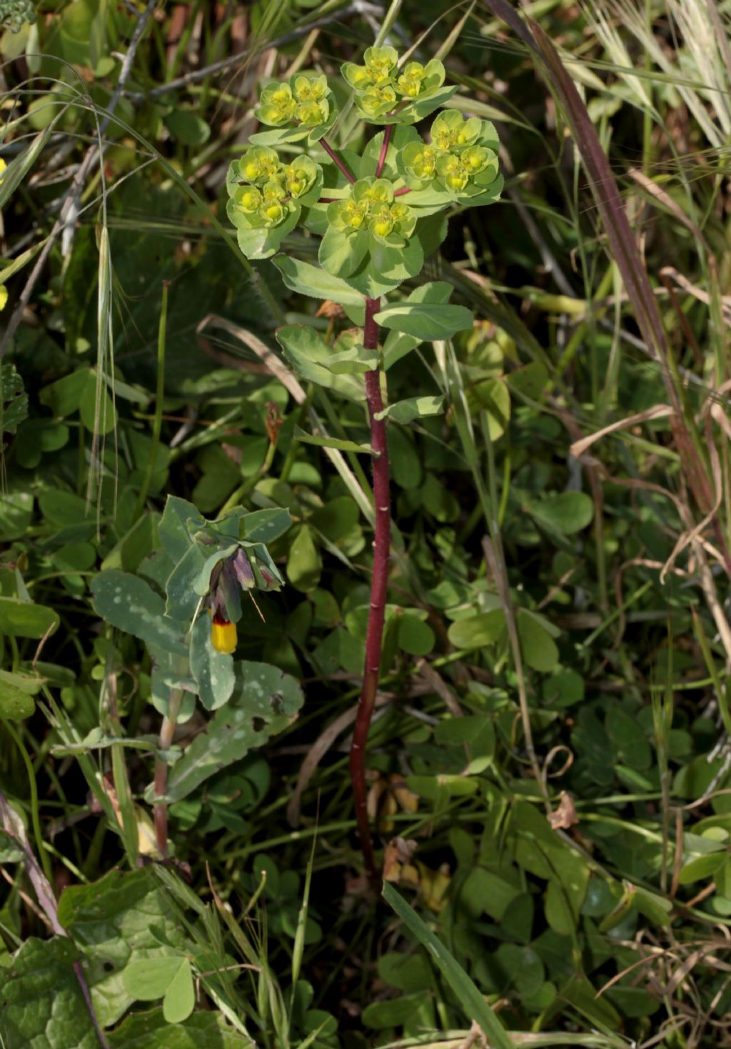 Euphorbia helioscopia ?  S