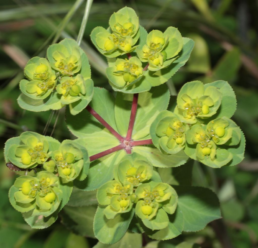 Euphorbia helioscopia ?  S