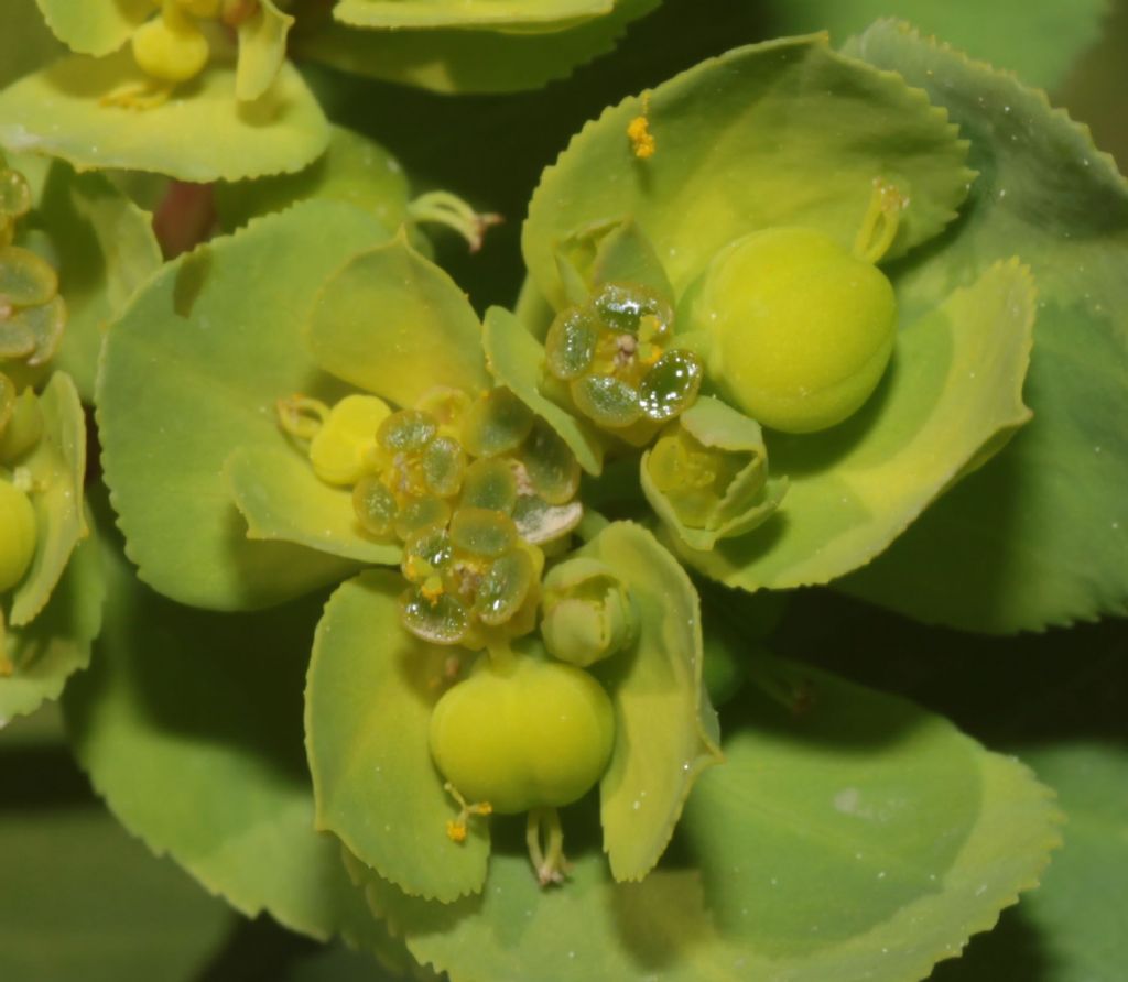 Euphorbia helioscopia ?  S