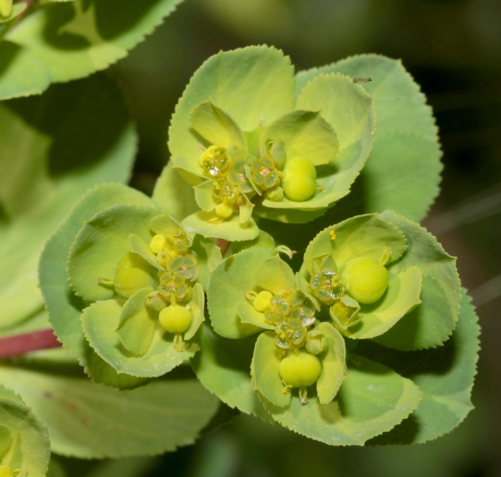 Euphorbia helioscopia ?  S