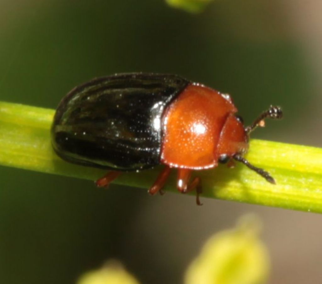 Triplax russica (Erotylidae)