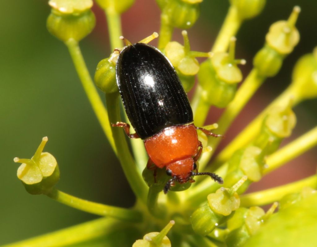 Triplax russica (Erotylidae)