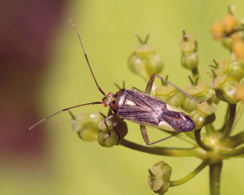 Miridae:  Closterotomus trivialis