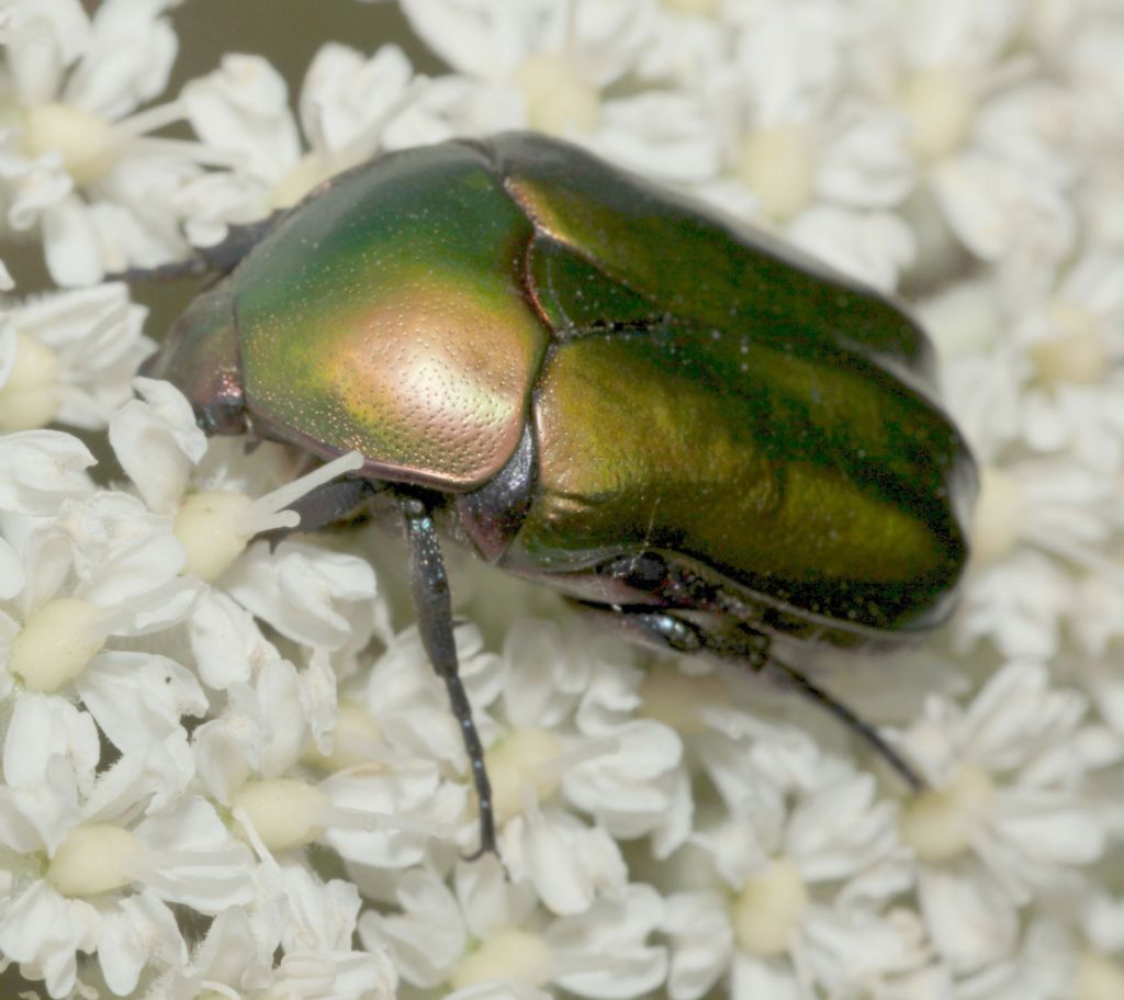 Protaetia affinis tyrrhenica ?  No, Protaetia cuprea