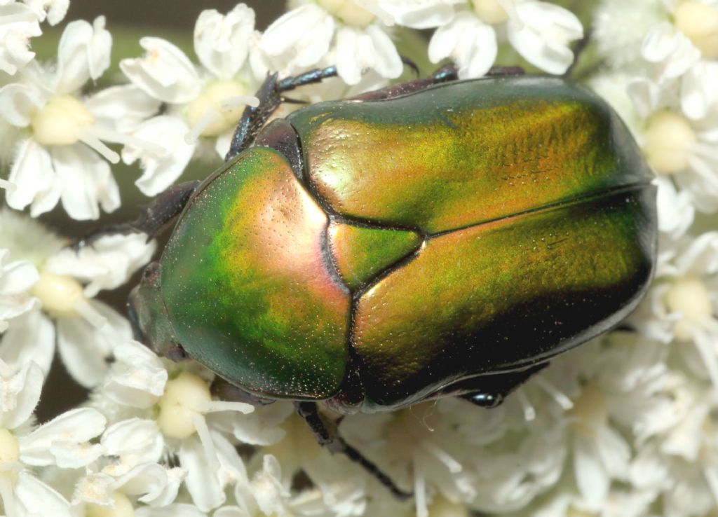 Protaetia affinis tyrrhenica ?  No, Protaetia cuprea