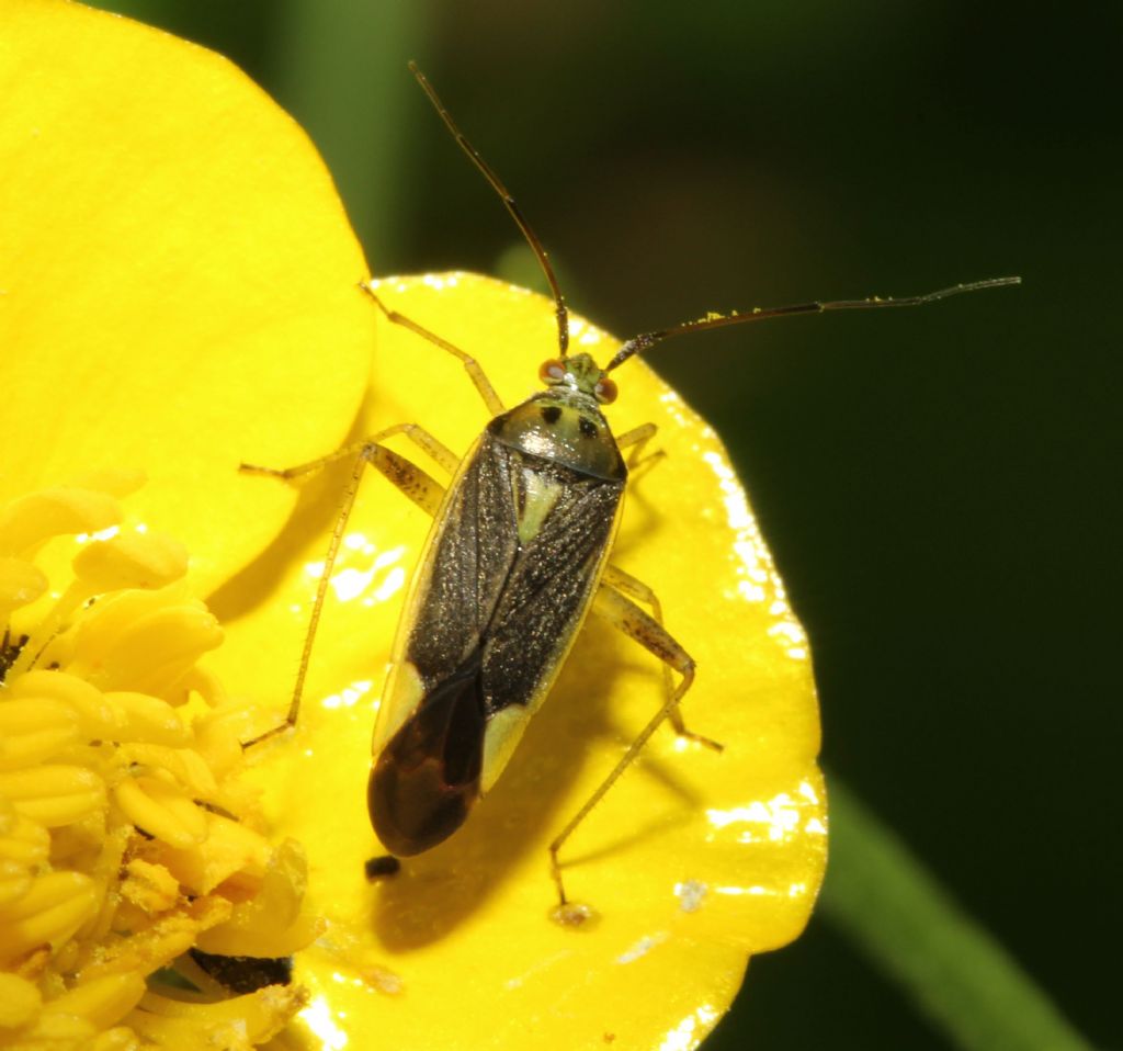 Miridae:  Closterotomus trivialis