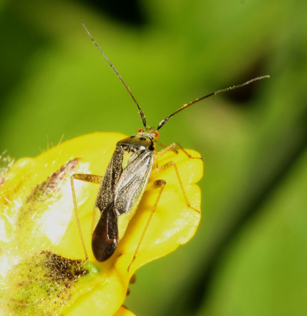 Miridae:  Closterotomus trivialis