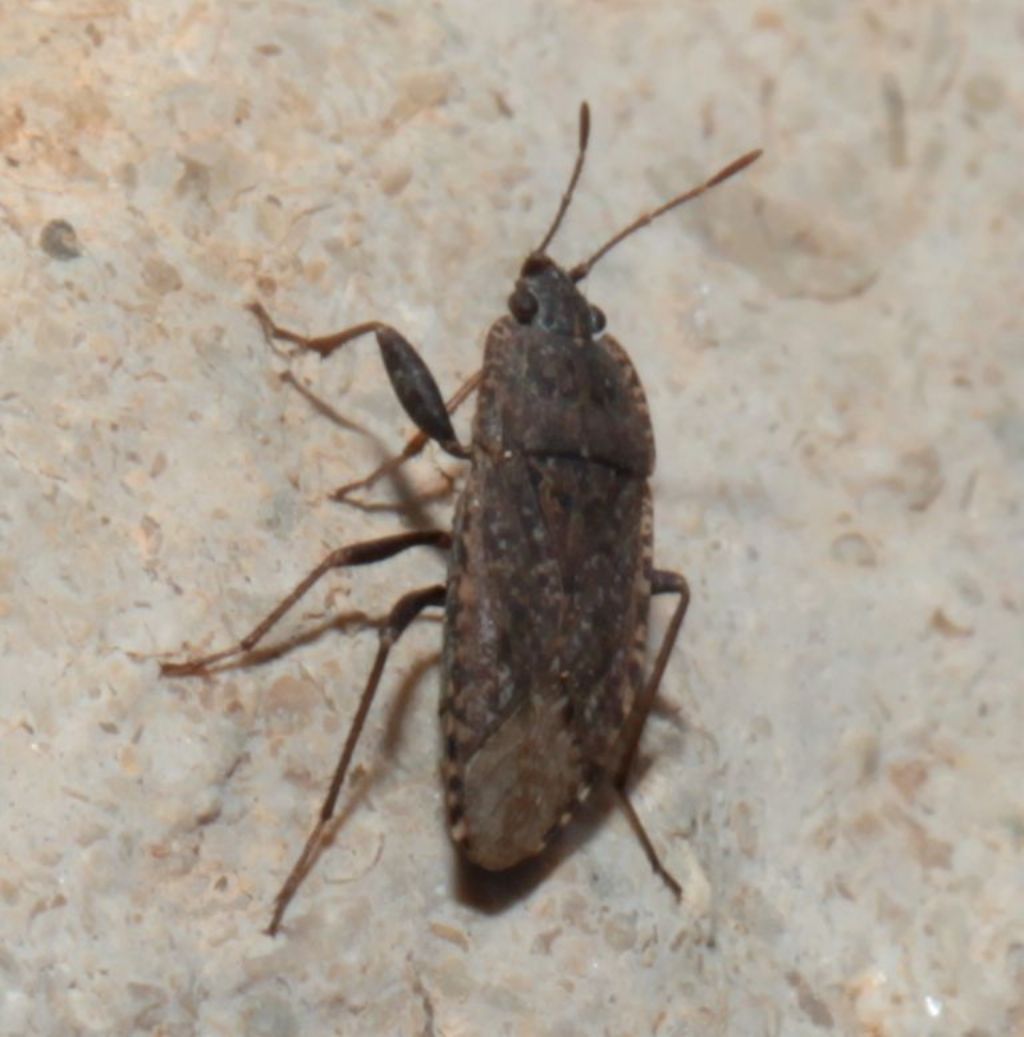 Lygaeidae: Emblethis cfr. verbasci