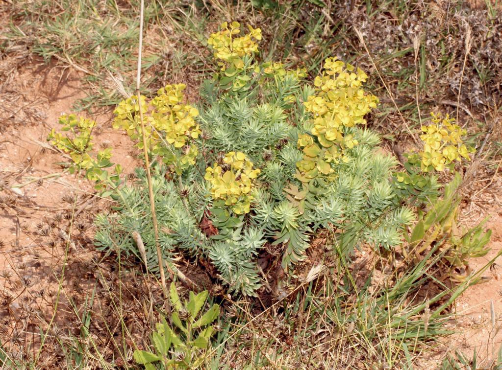 Euphorbia pithyusa