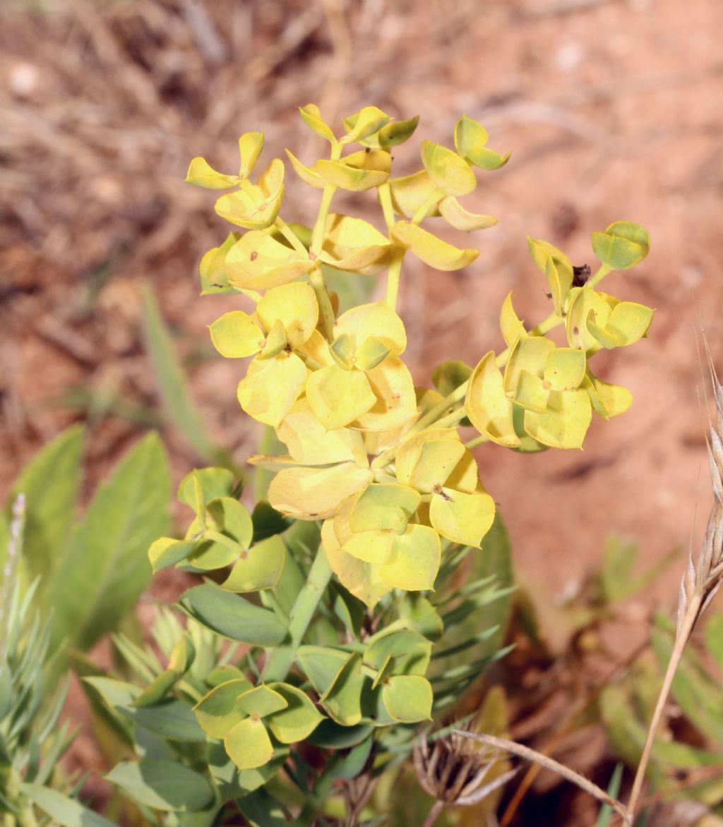 Euphorbia pithyusa