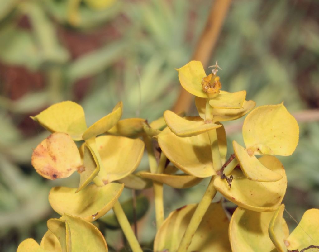 Euphorbia pithyusa