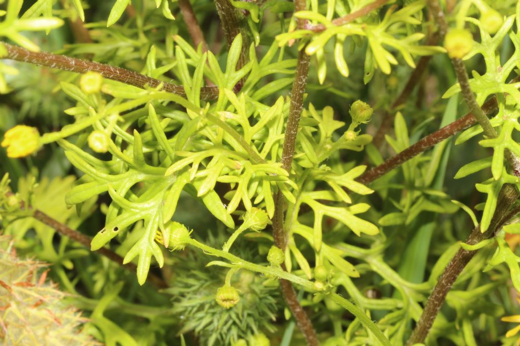 Jacobaea?