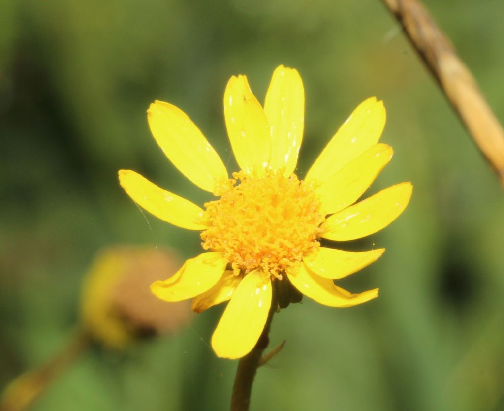Jacobaea?