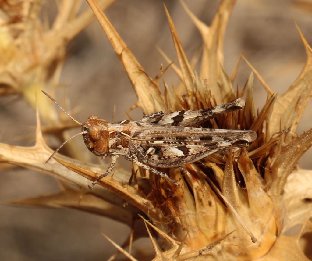 Dociostaurus maroccanus ?