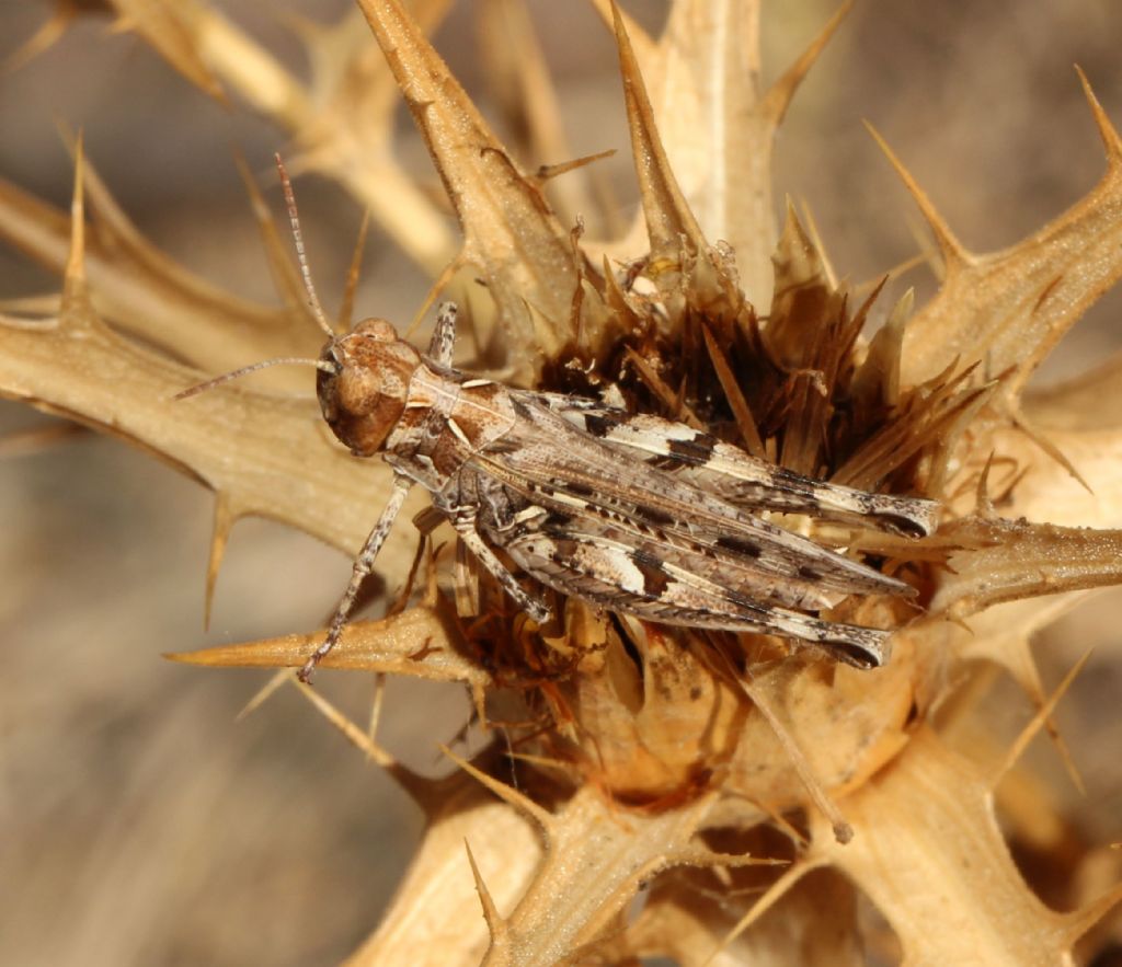 Dociostaurus maroccanus ?