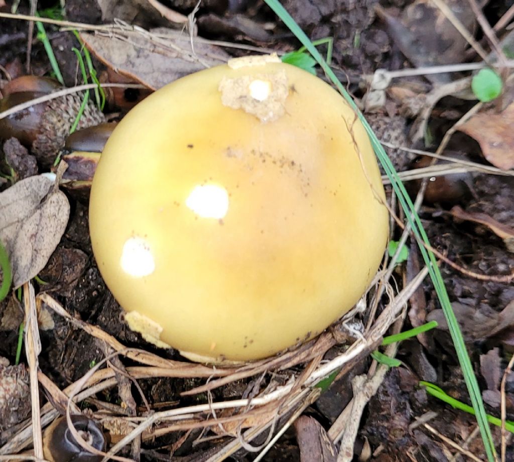 Amanita?