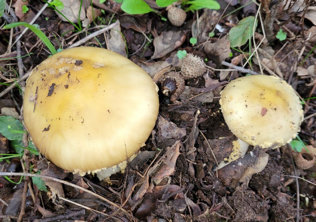 Amanita?