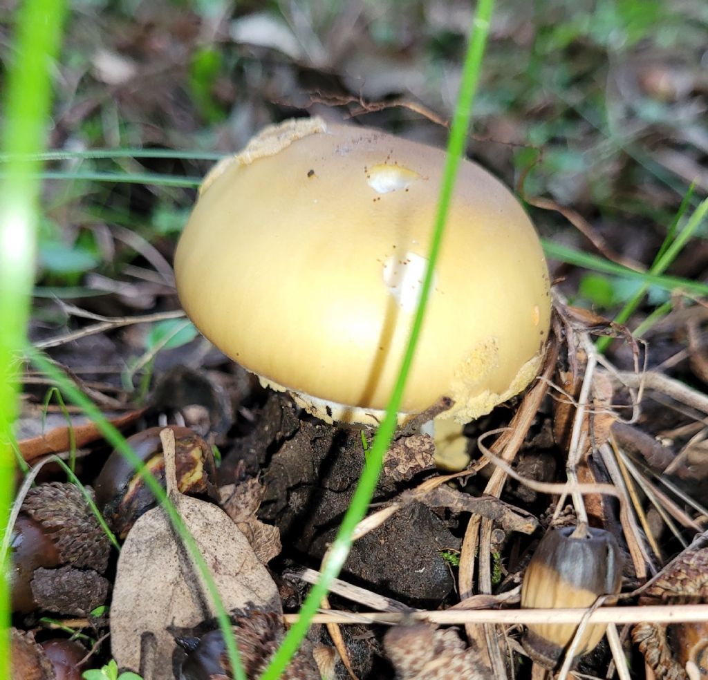 Amanita?