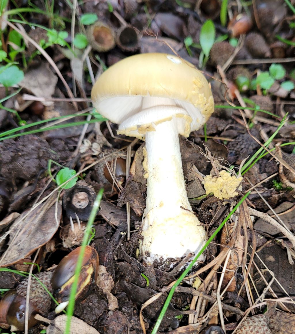 Amanita?