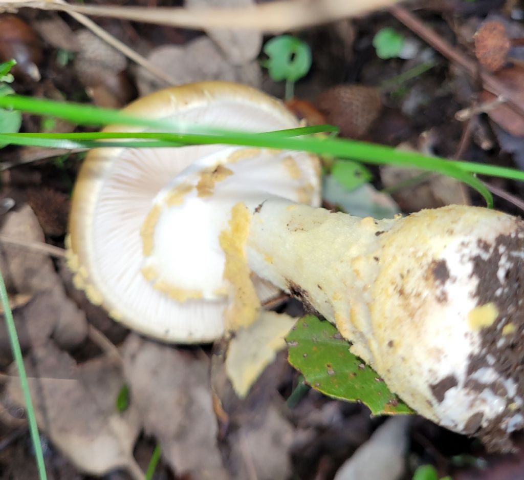 Amanita?
