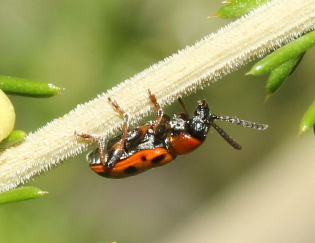 Chrysomelidae: Crioceris paracenthesis?