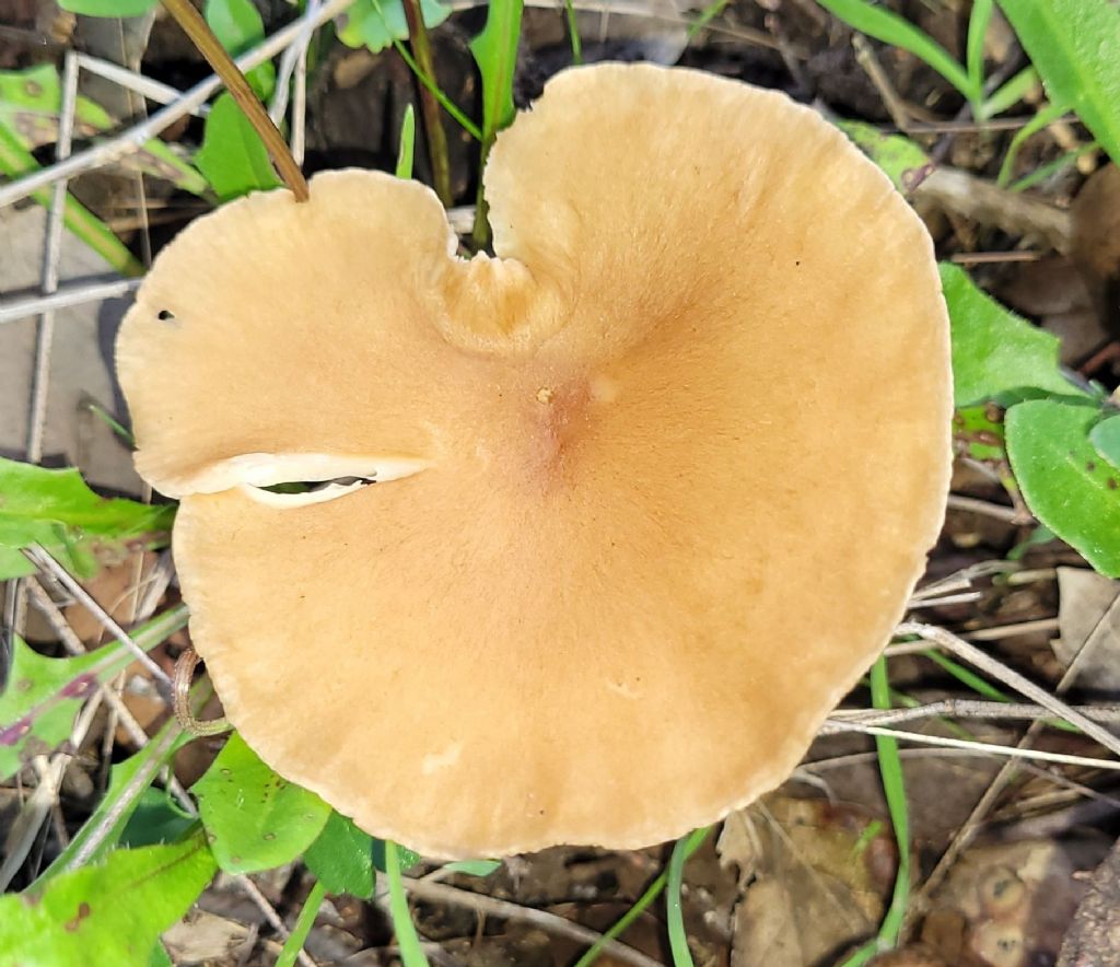 Geotropa?