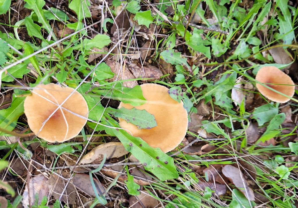 Geotropa?